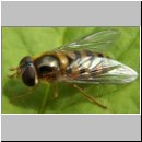 Epistrophe melanostoma - Gelbhaarige Wiesenschwebfliege w01.jpg